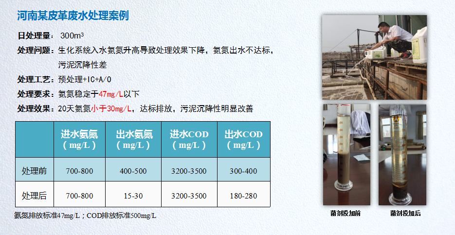 低溫氨氮降解菌應用案例